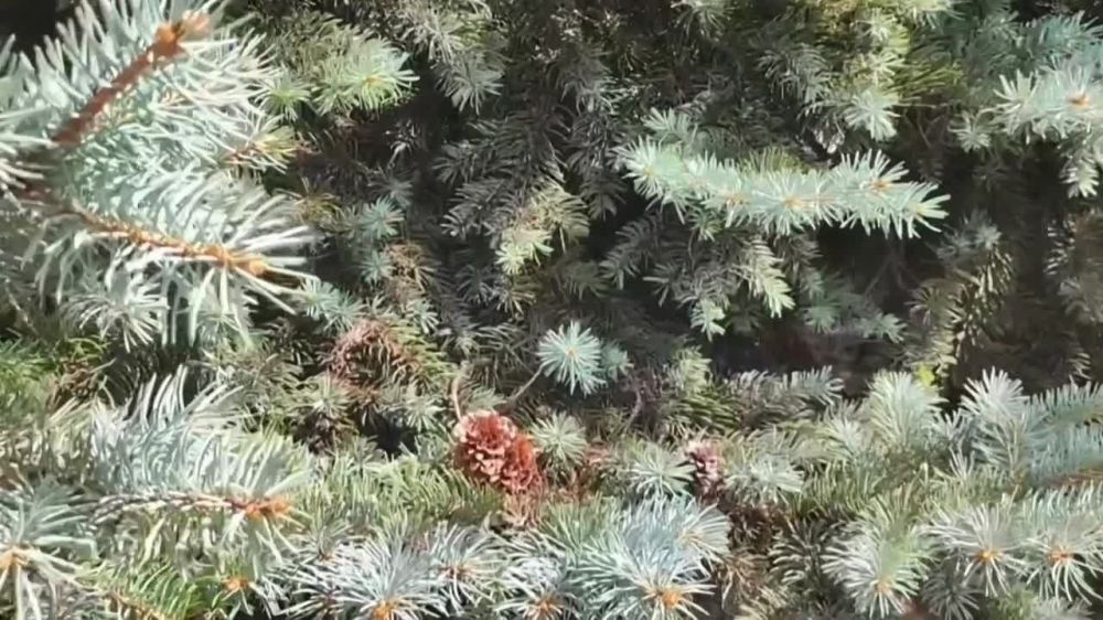 ��������� ��������: ������� ����������!. ��� ����� � ����� �������� ��������. ����� ������������ ��������, �������� ����...