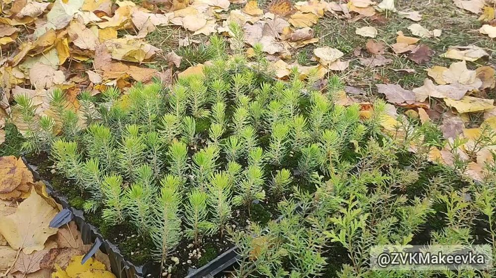 ��������� ��������: ������� � ��� ��������� �������� ����������� ������ ��� ���������� ���������� ����� ������ ������