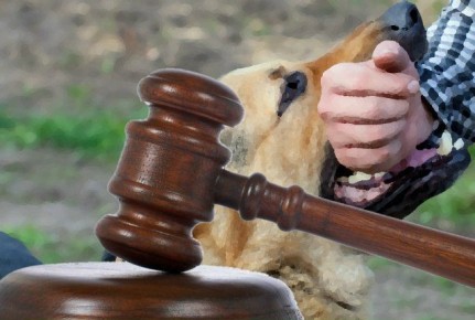 Владелец несёт полную ответственность за действия своего питомца