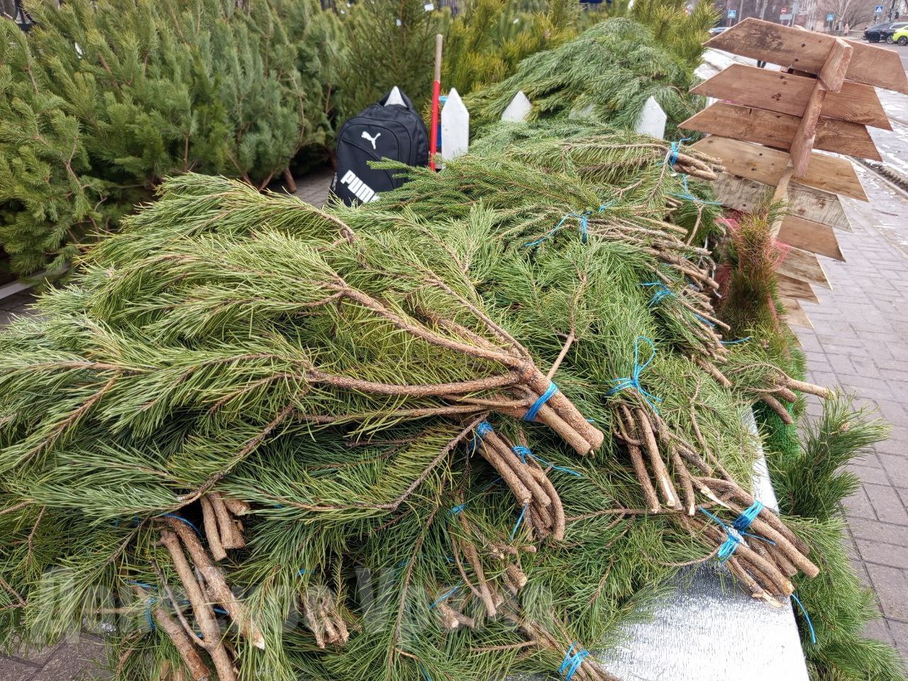 В ДНР новогодние елки можно сдать на переработку: Минприроды опубликовало адреса приема