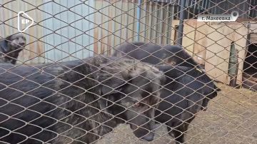 Когда люди объединяются – даже самые слабые находят защиту