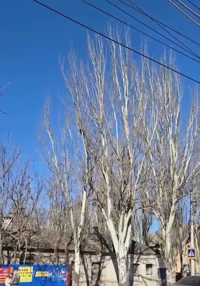 На ул. Плеханова в Макеевке застрял енот на дереве