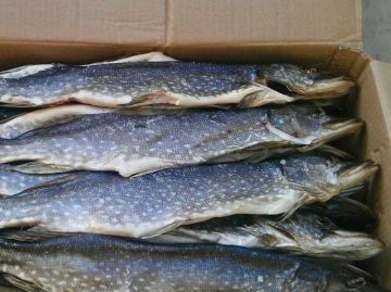 �� ����������� ����������� ���������� ���� �����ѻ ���������, ����������� ����������������� �� �������� �������� ���������� � ��������� �������� ���������� ������������� ��������� ���������� � ������ �������� ������...