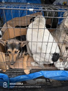 Работа по регулированию численности безнадзорных животных продолжается